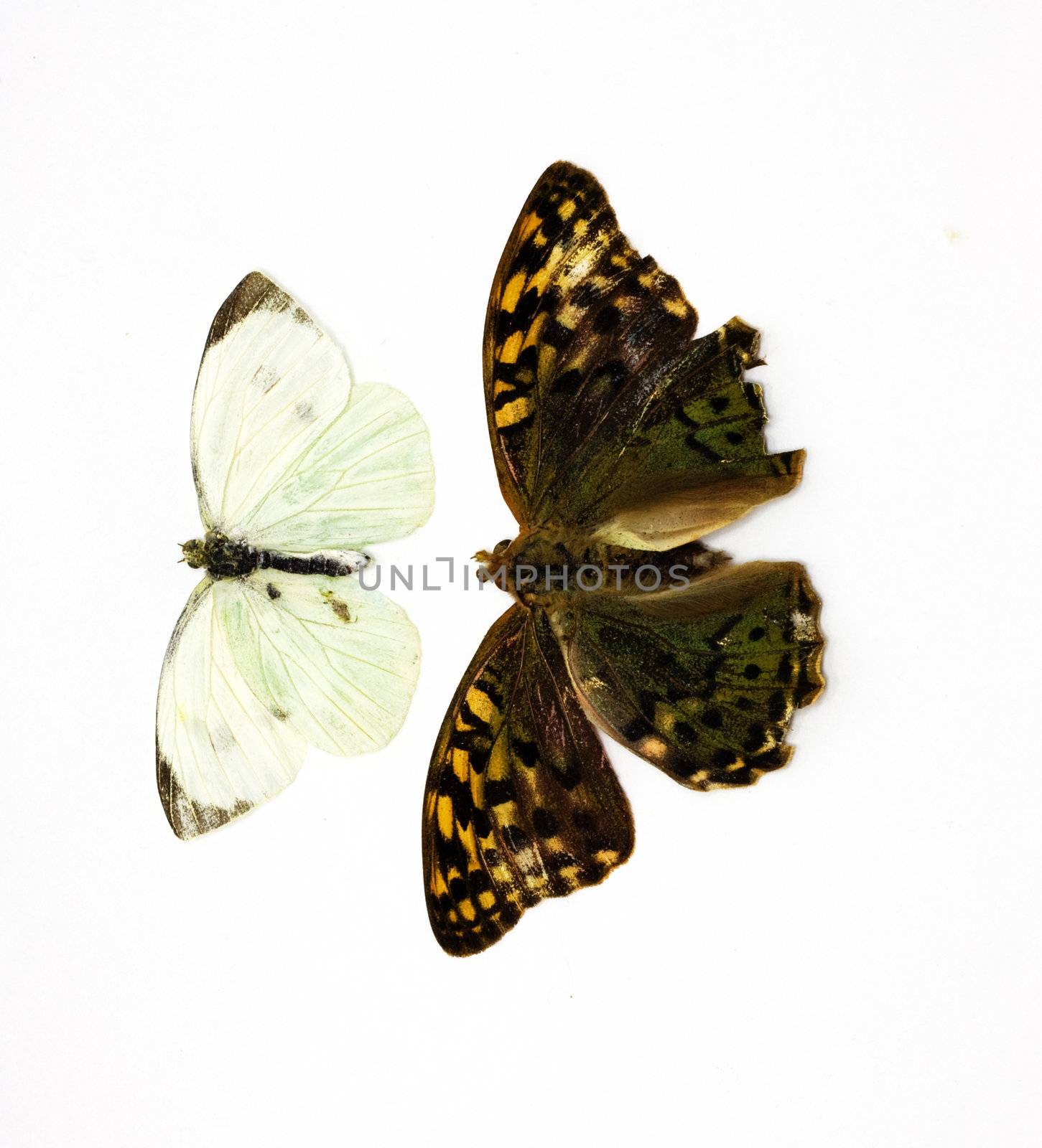 Two beautiful tropical butterflies insulated in white by schankz