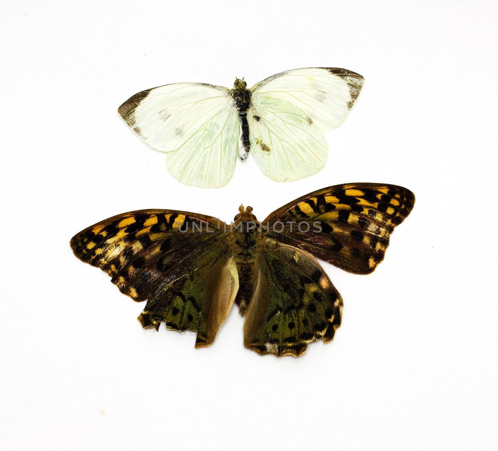 Two beautiful tropical butterflies insulated in white