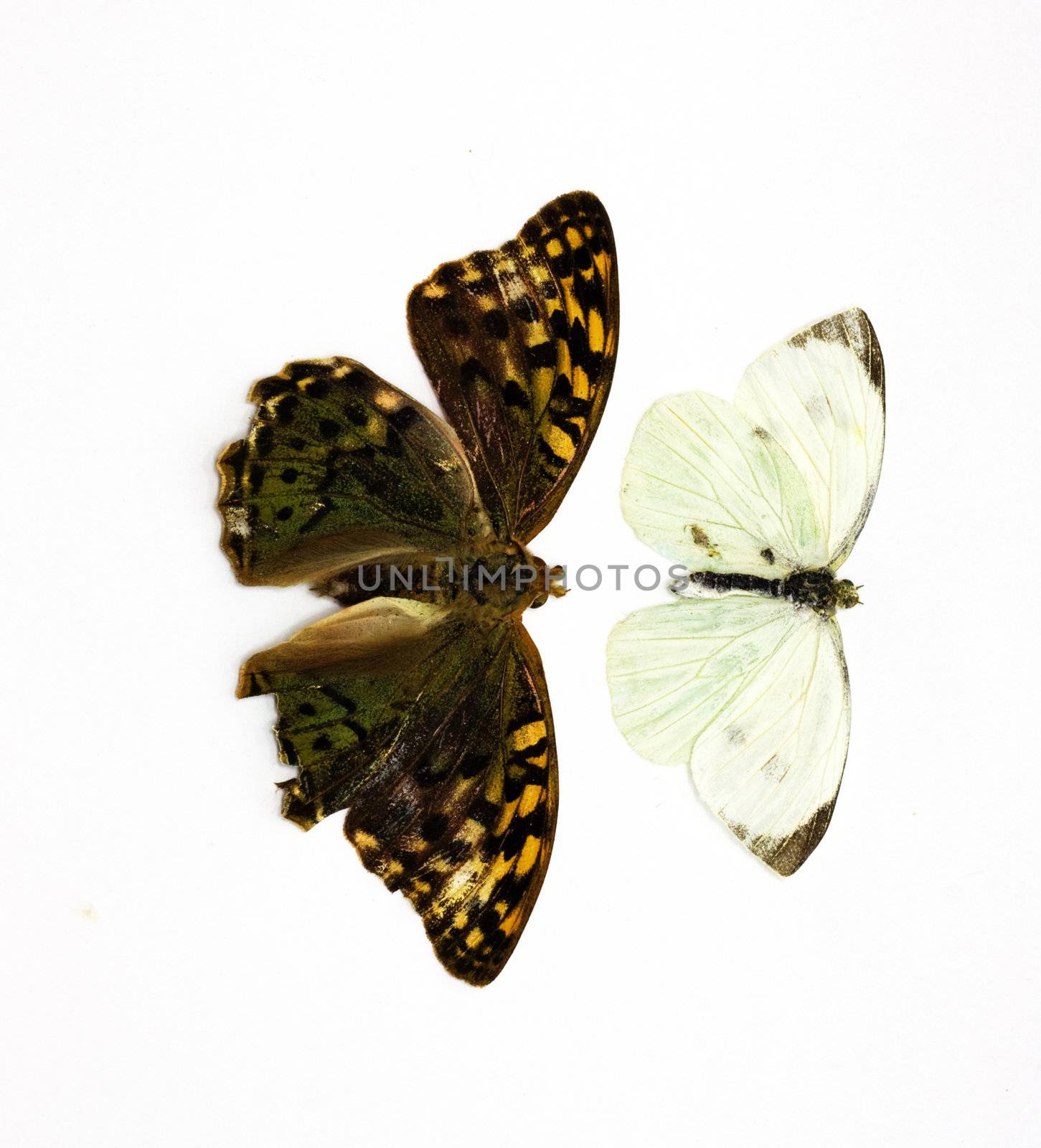 Two beautiful tropical butterflies insulated in white by schankz