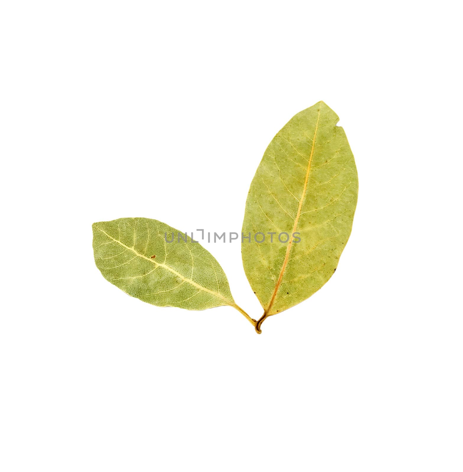 bay leaves 