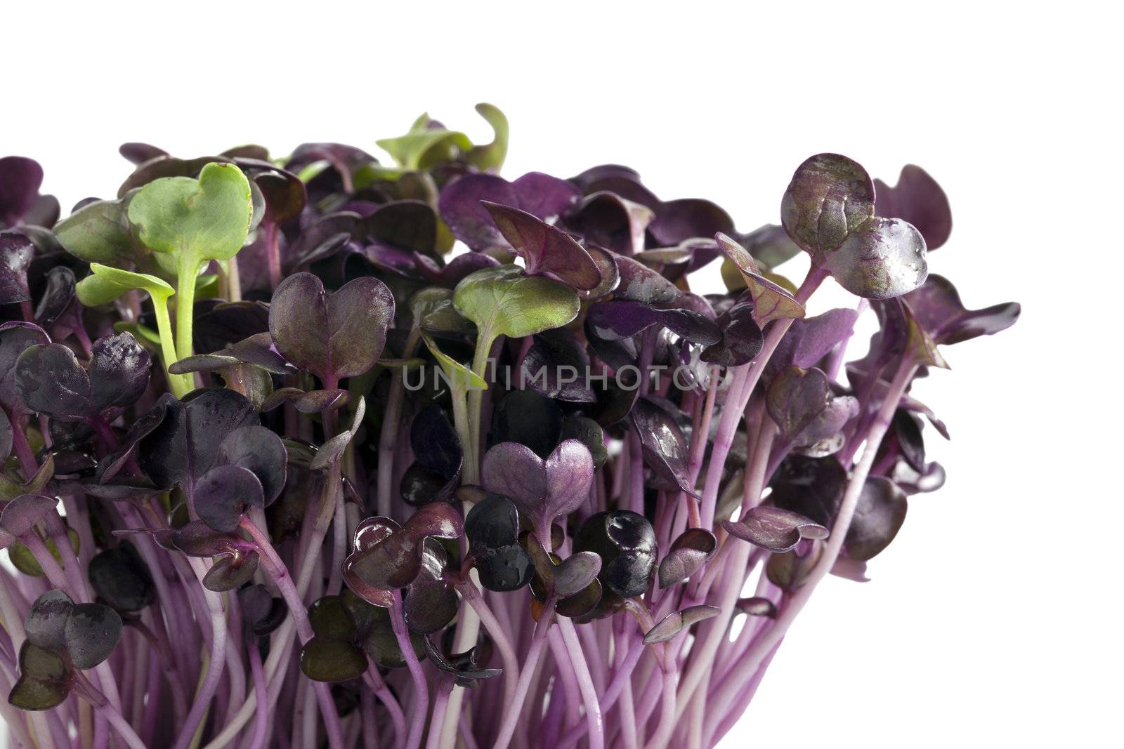 Purple radish sprouts with a couple of green spouts on white background.