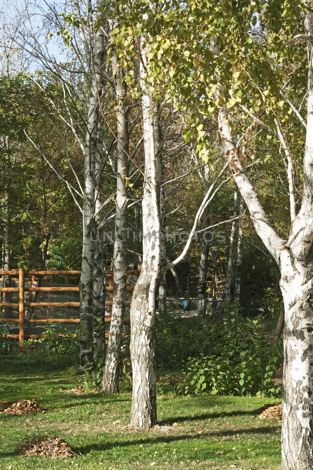 birches by autumn by schankz