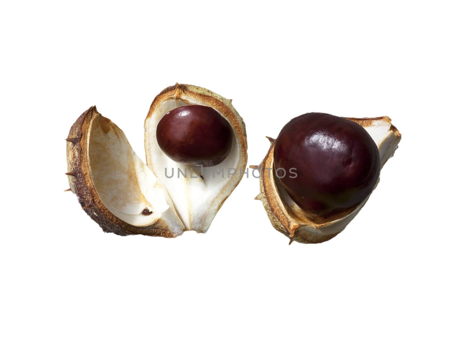 Split in half prickly fruit of the horse chestnut 