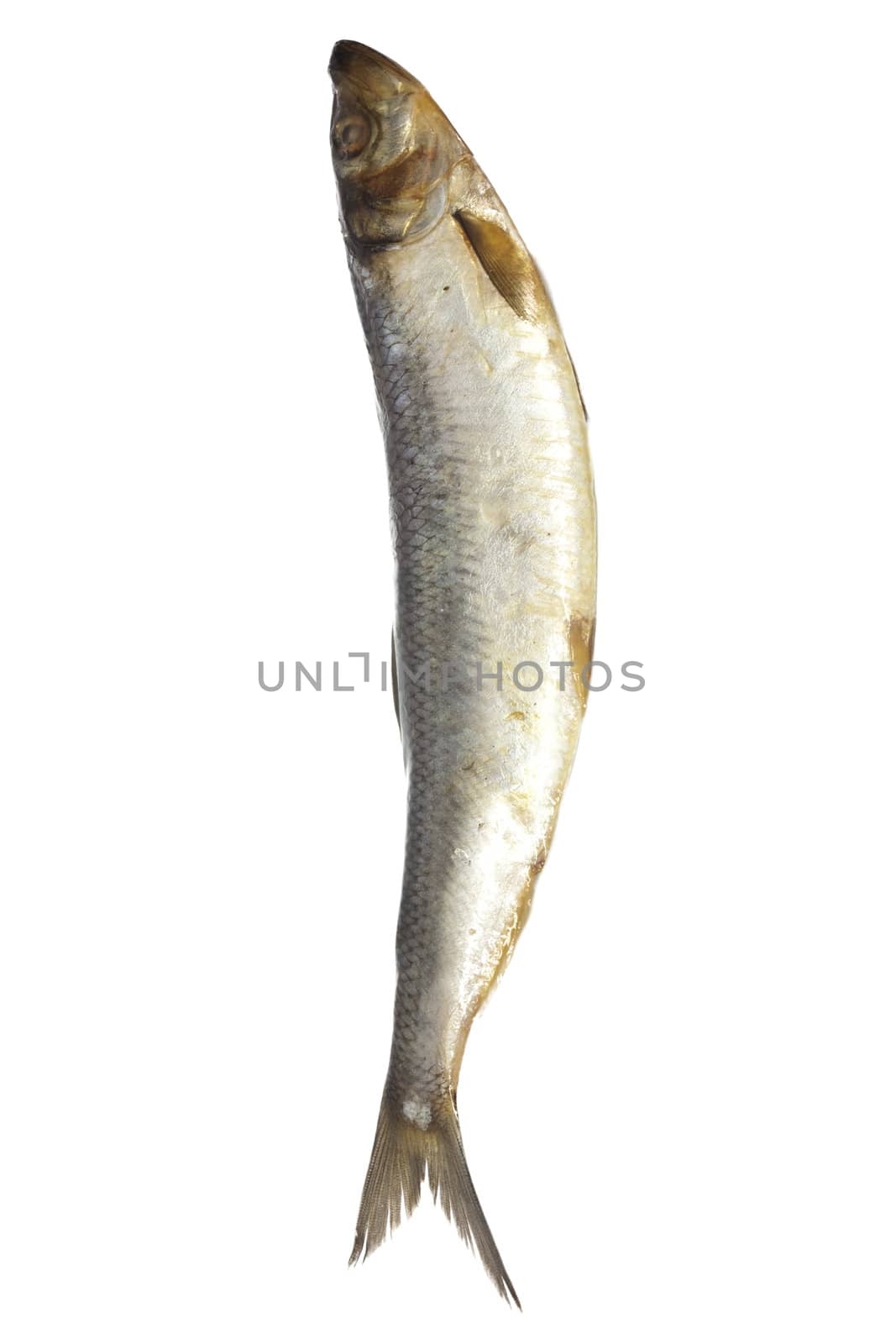 salted herring on white background 