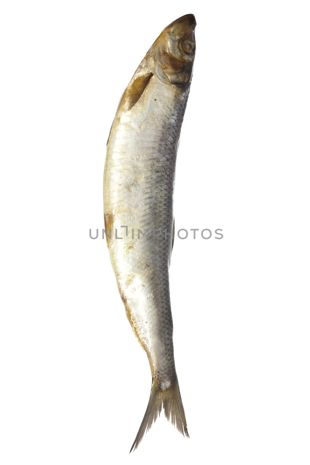 salted herring on white background 