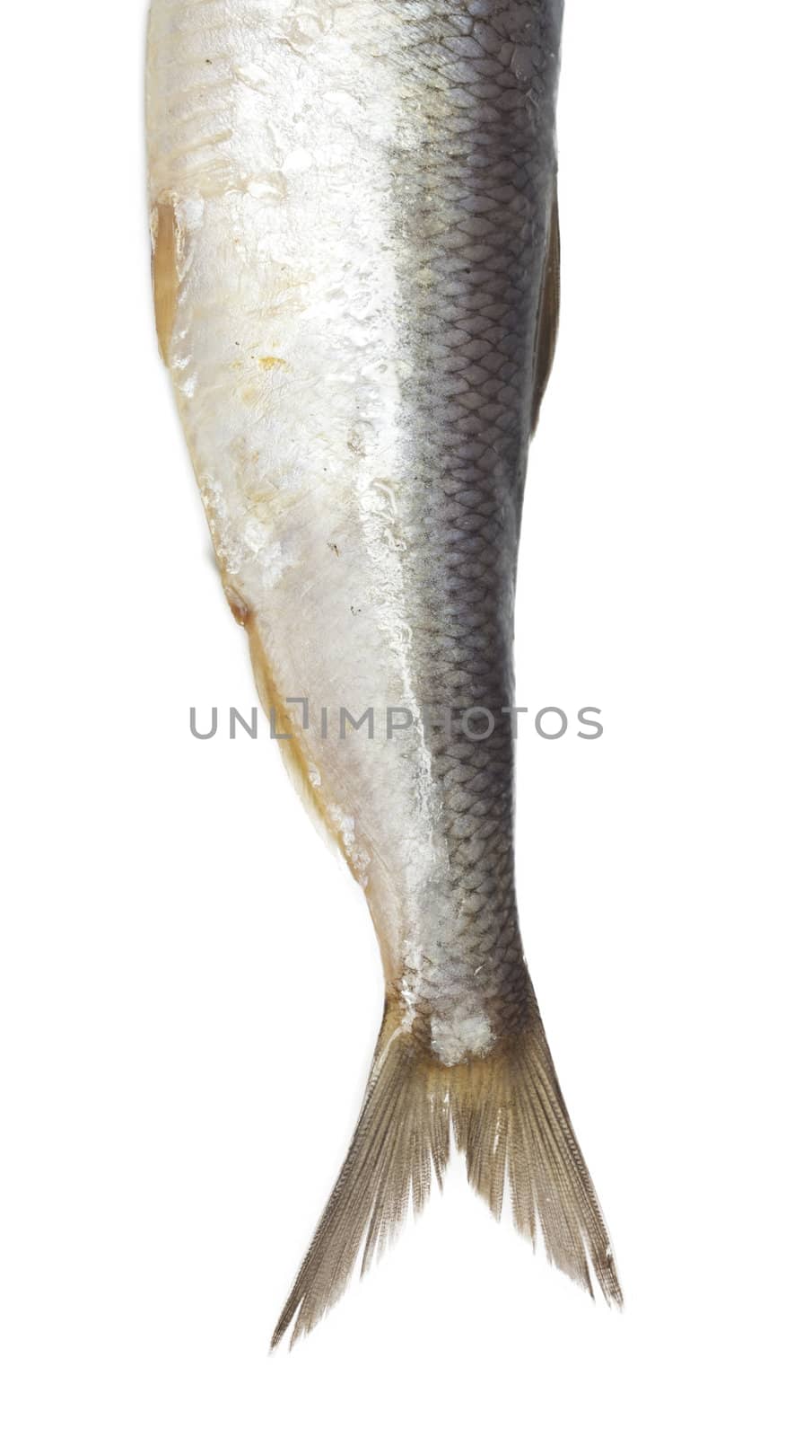 tail salty herring on white background