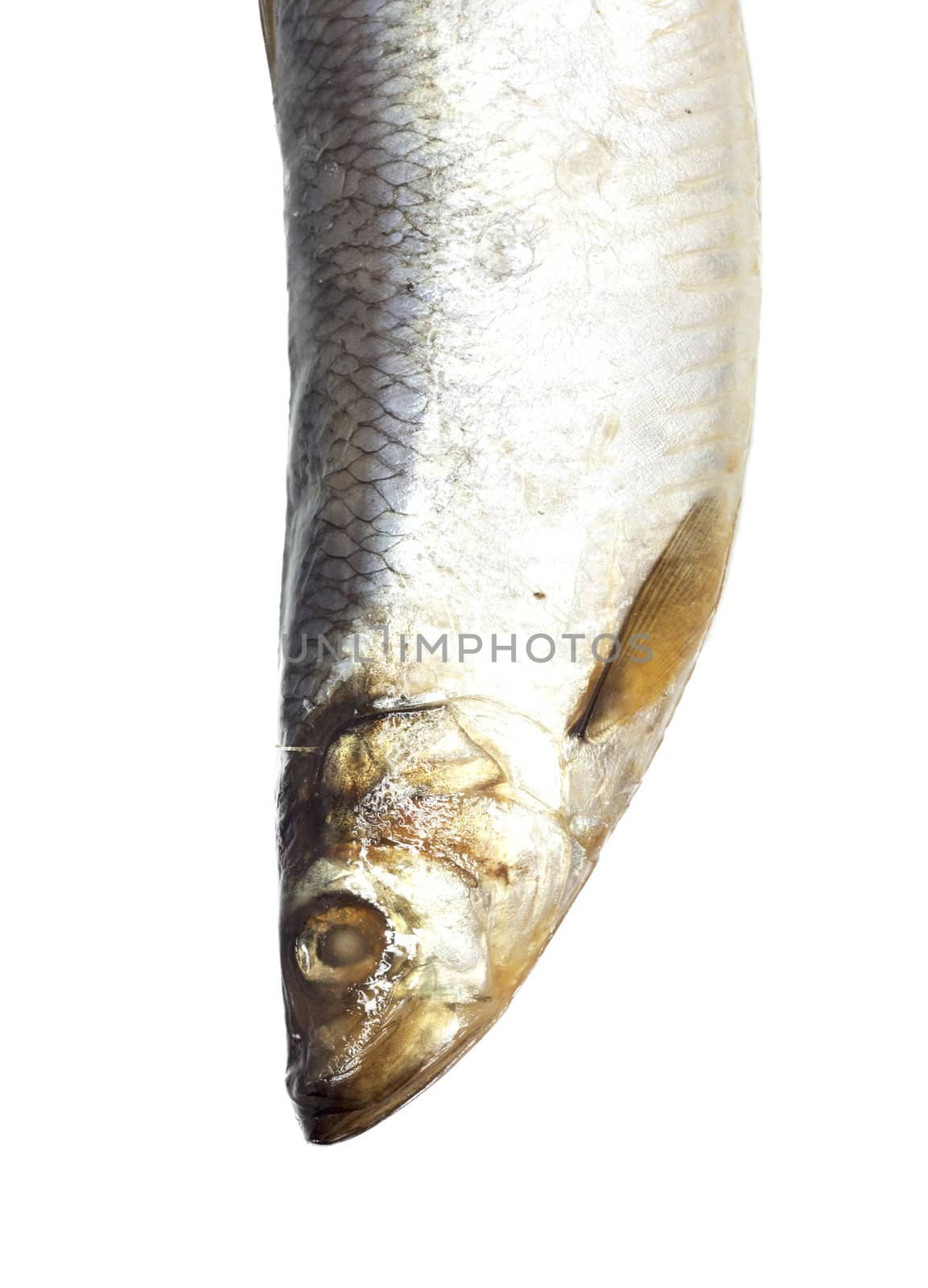 head salty herring on white background