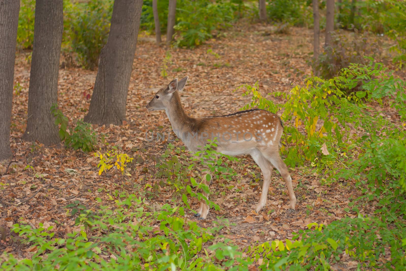 child of the red deer in wood . Bandhavgarh. India. 