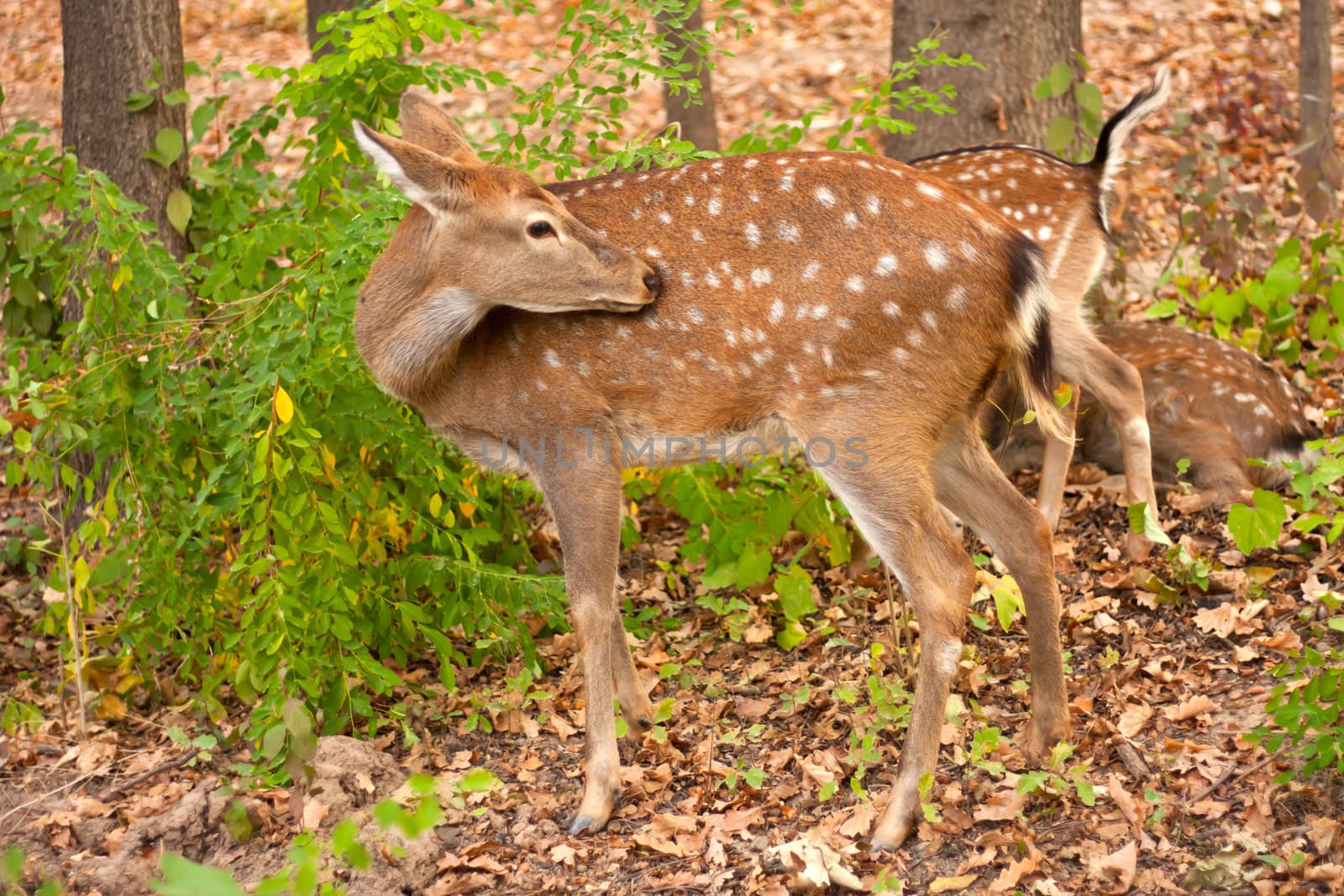 child of the red deer in wood . Bandhavgarh. India.  by schankz