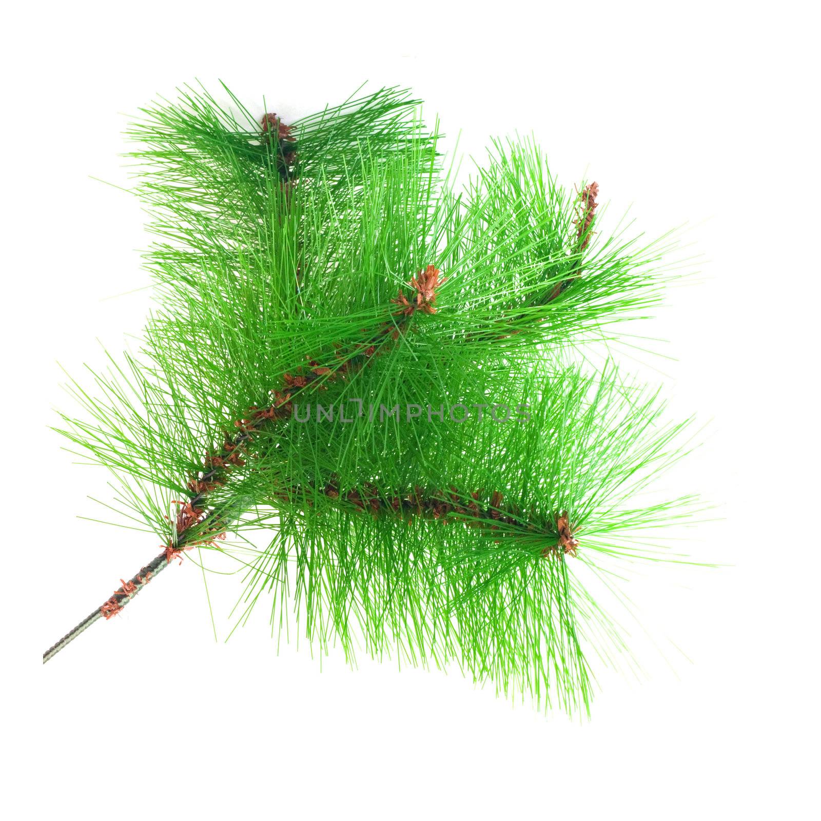 Christmas green framework isolated on white background  by schankz