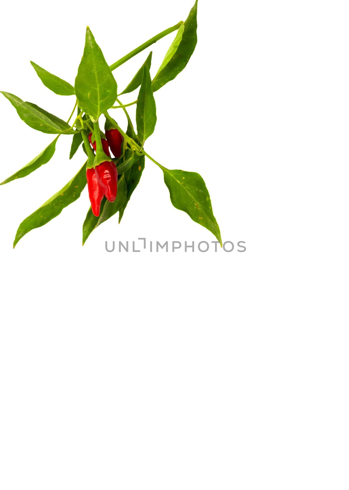 Little red hot Hawaiian Chile Peppers 