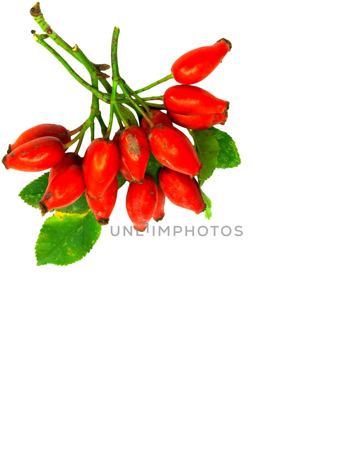 Rose hip 
