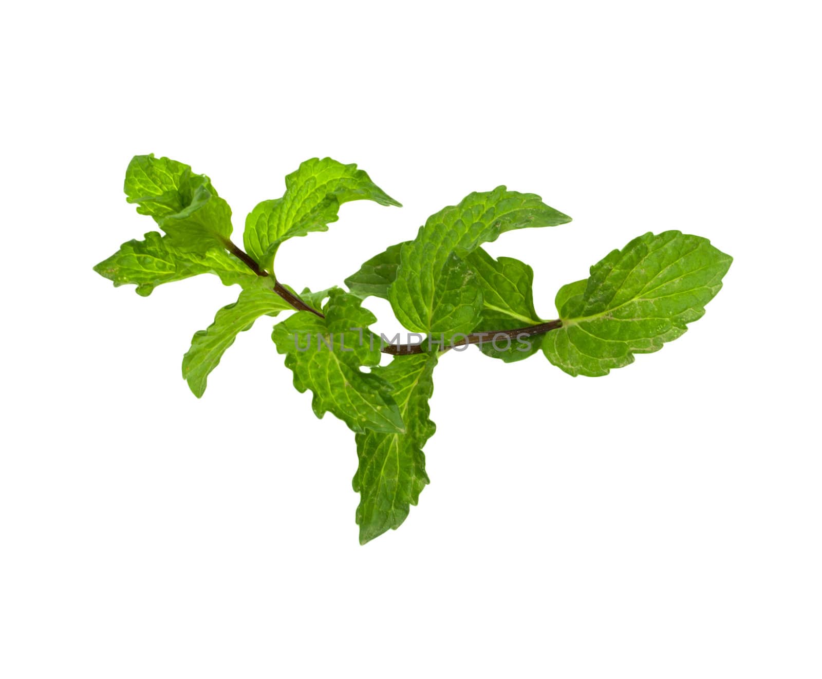 mint on a white background