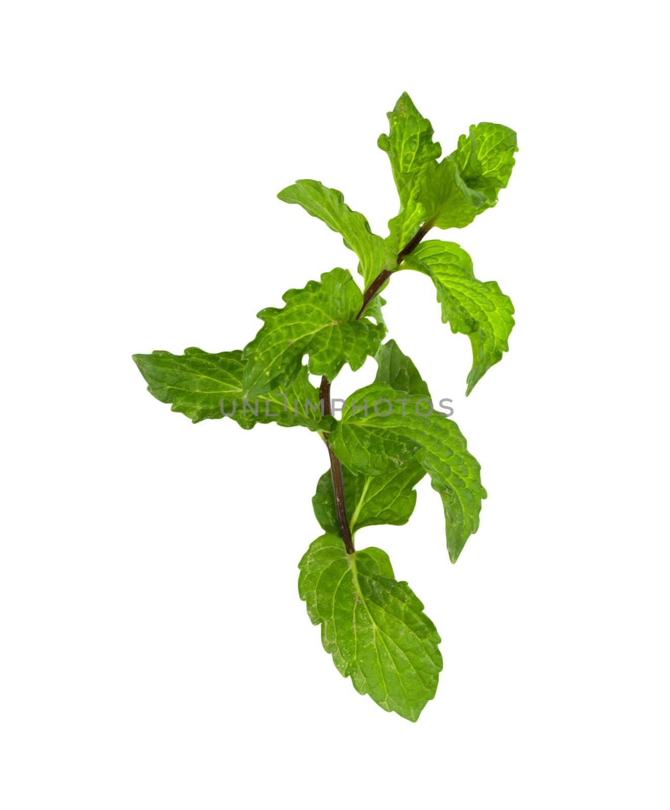 mint on a white background