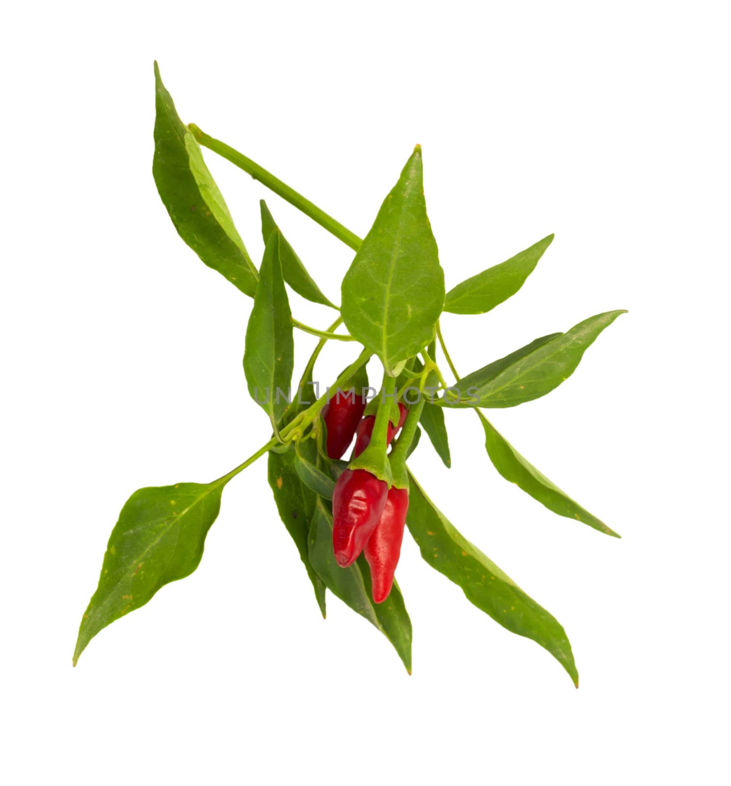 Little red hot Hawaiian Chile Peppers 