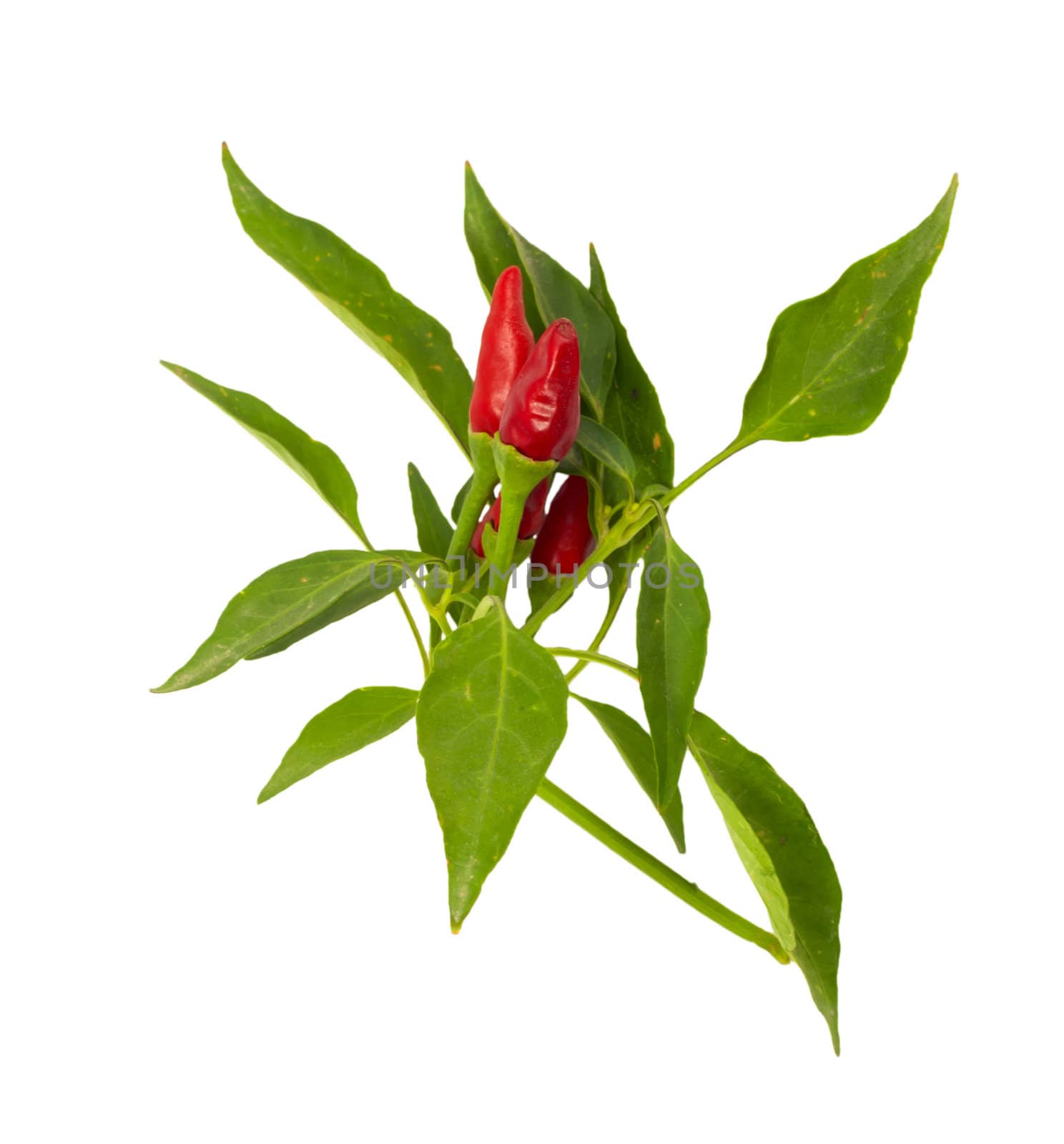 Little red hot Hawaiian Chile Peppers 