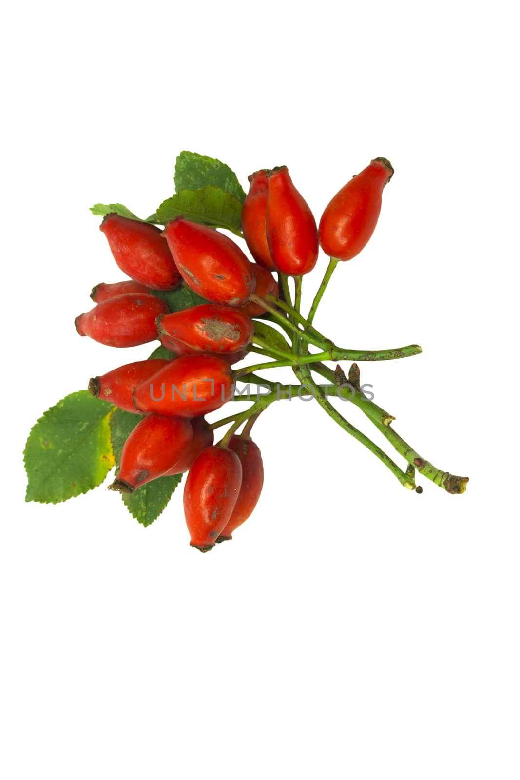 Rose hip 