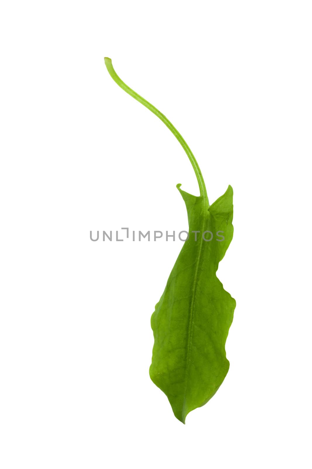 fresh sorrel isolated on white background 