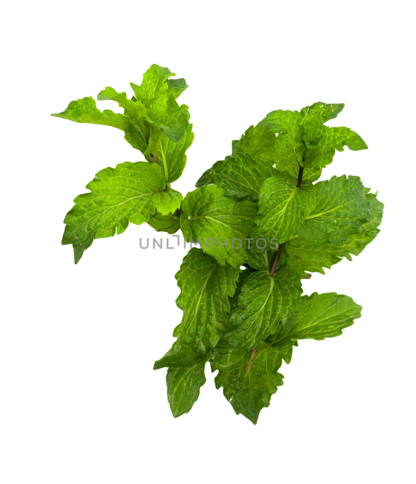 mint on a white background 