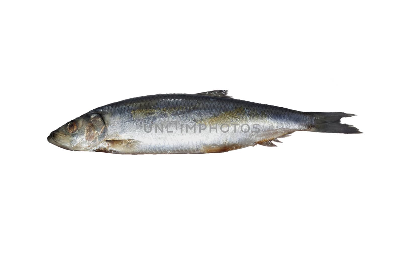 Herring. Image series of different food on white background 