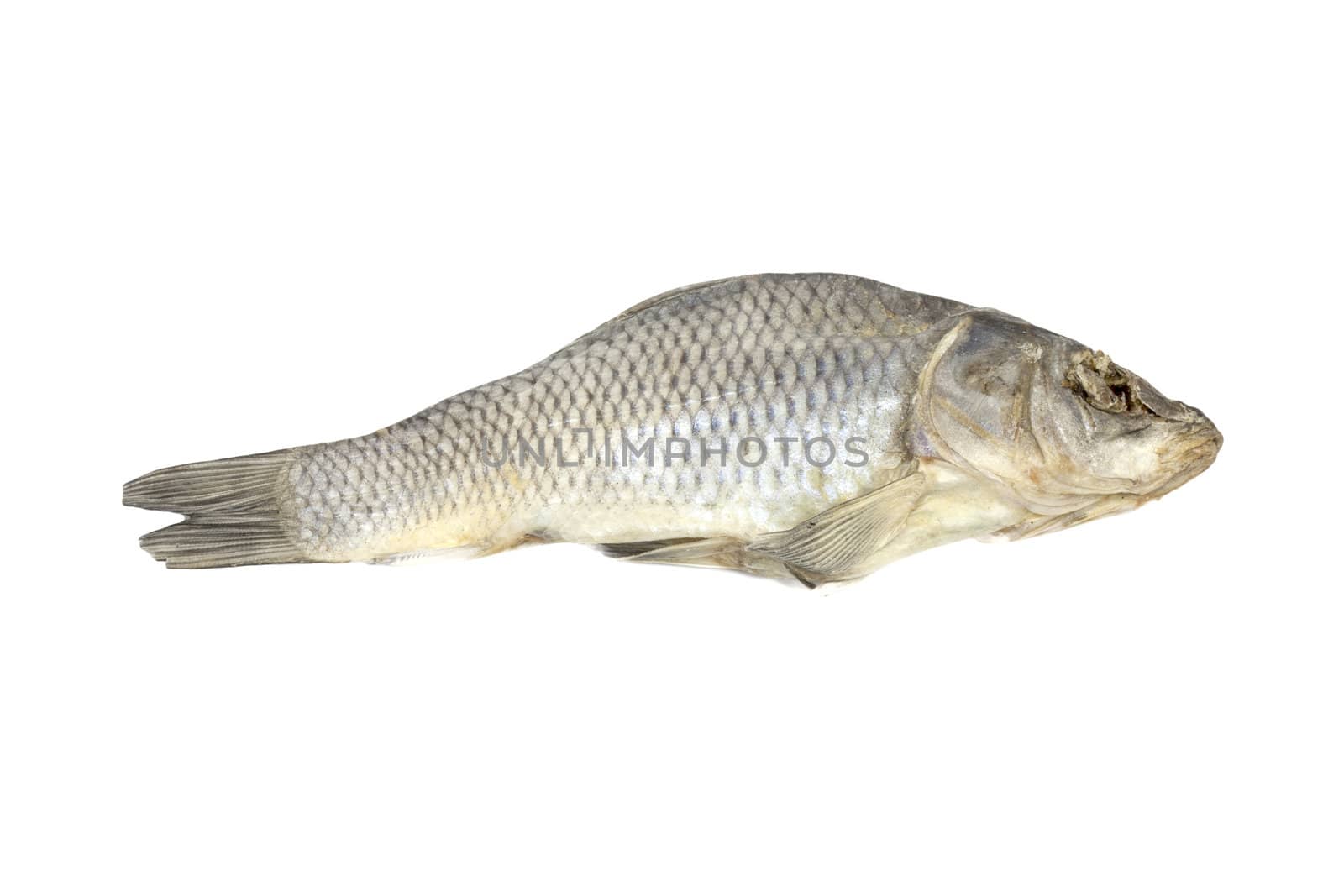 Dried fish allocated on a white background  by schankz