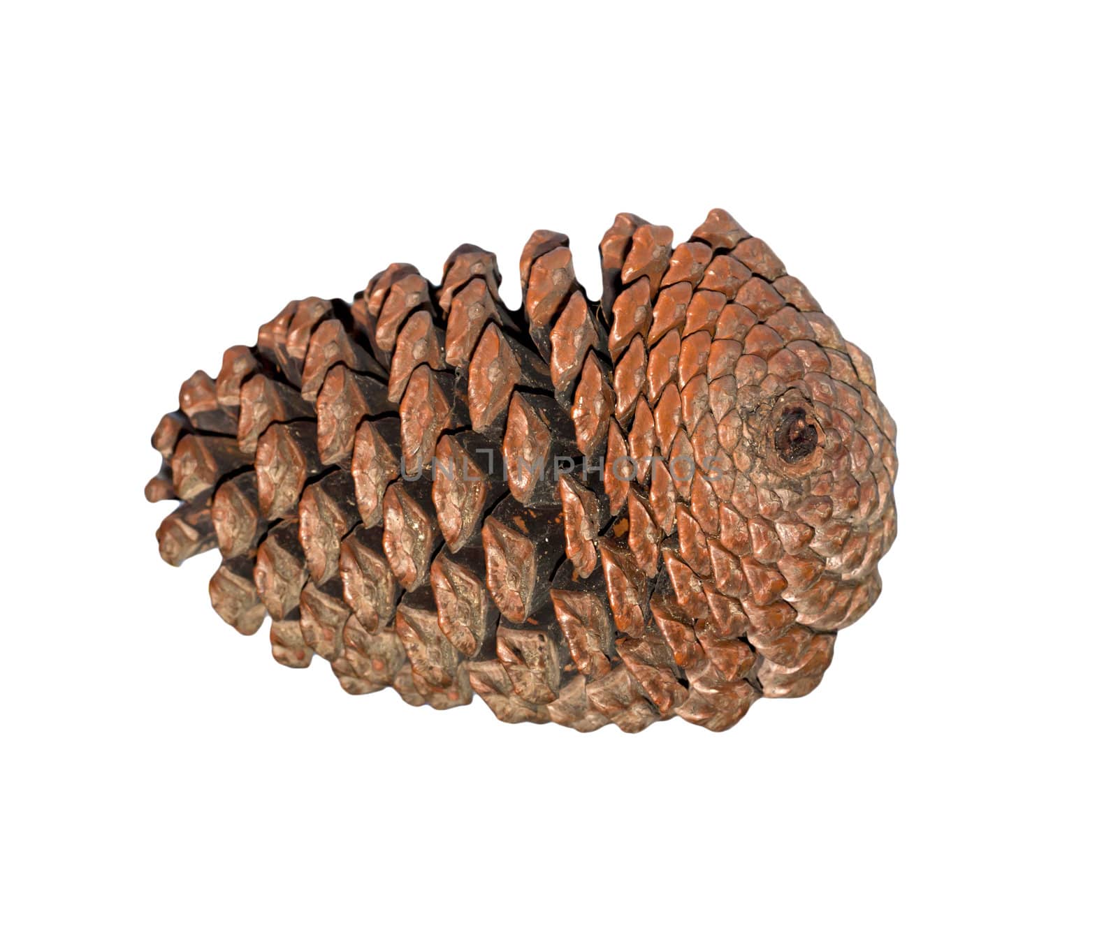 Cedar cone isolated on white background 