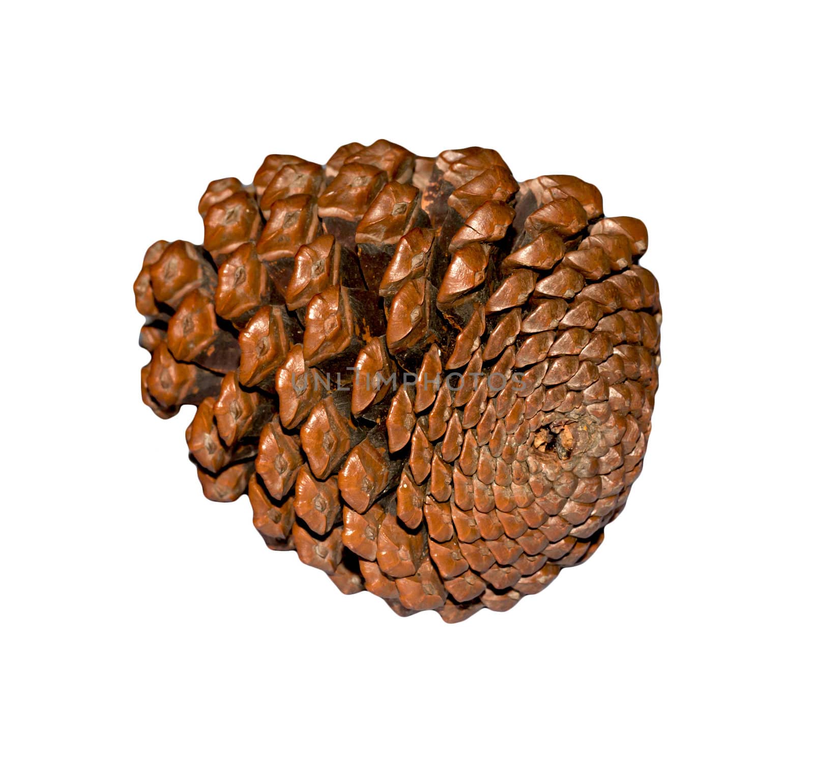 Cedar cone isolated on white background  by schankz