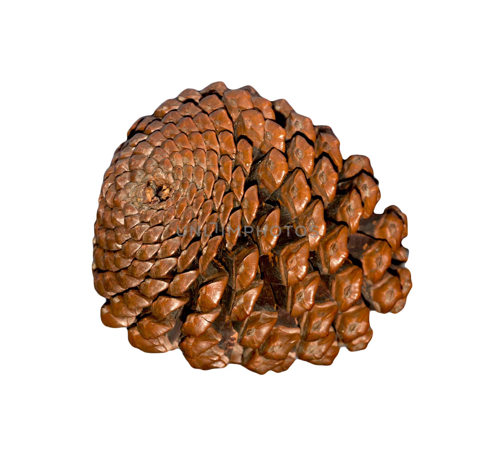 Cedar cone isolated on white background 