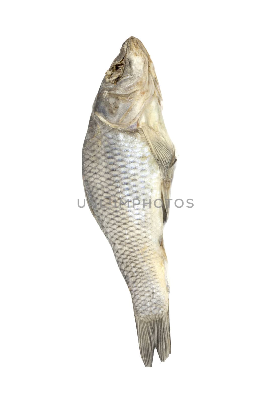 Dried fish allocated on a white background 