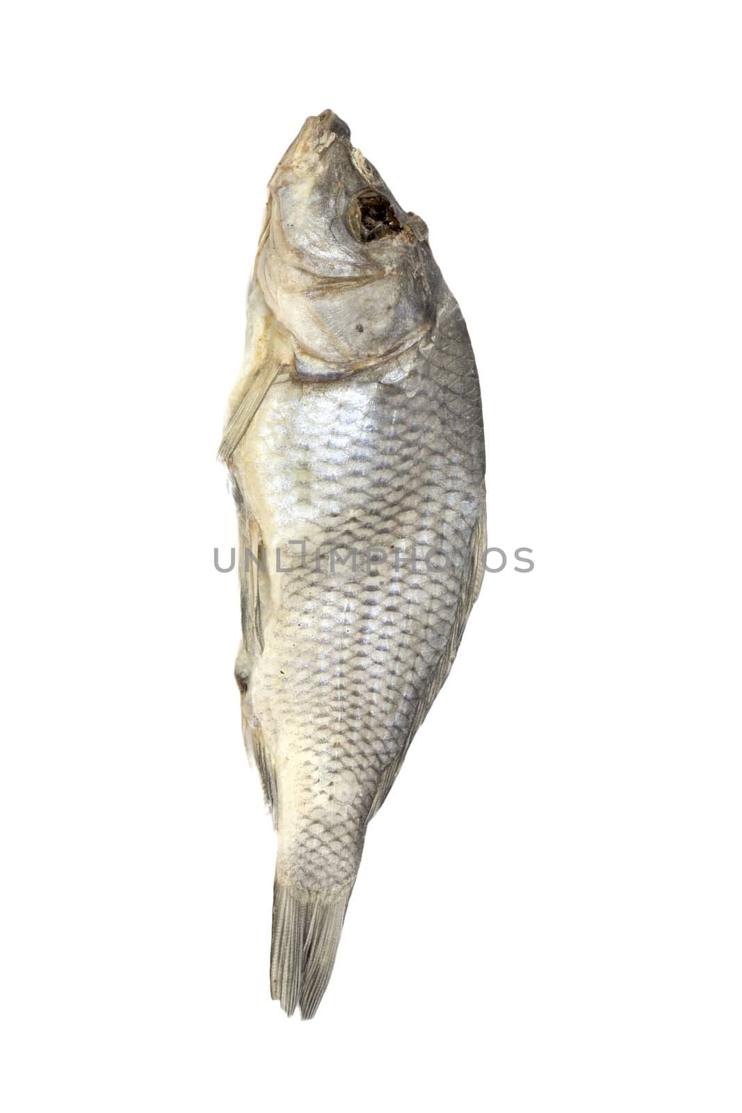 Dried fish allocated on a white background 