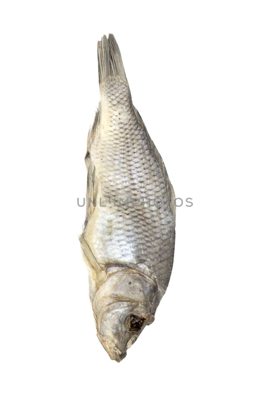 Dried fish allocated on a white background 