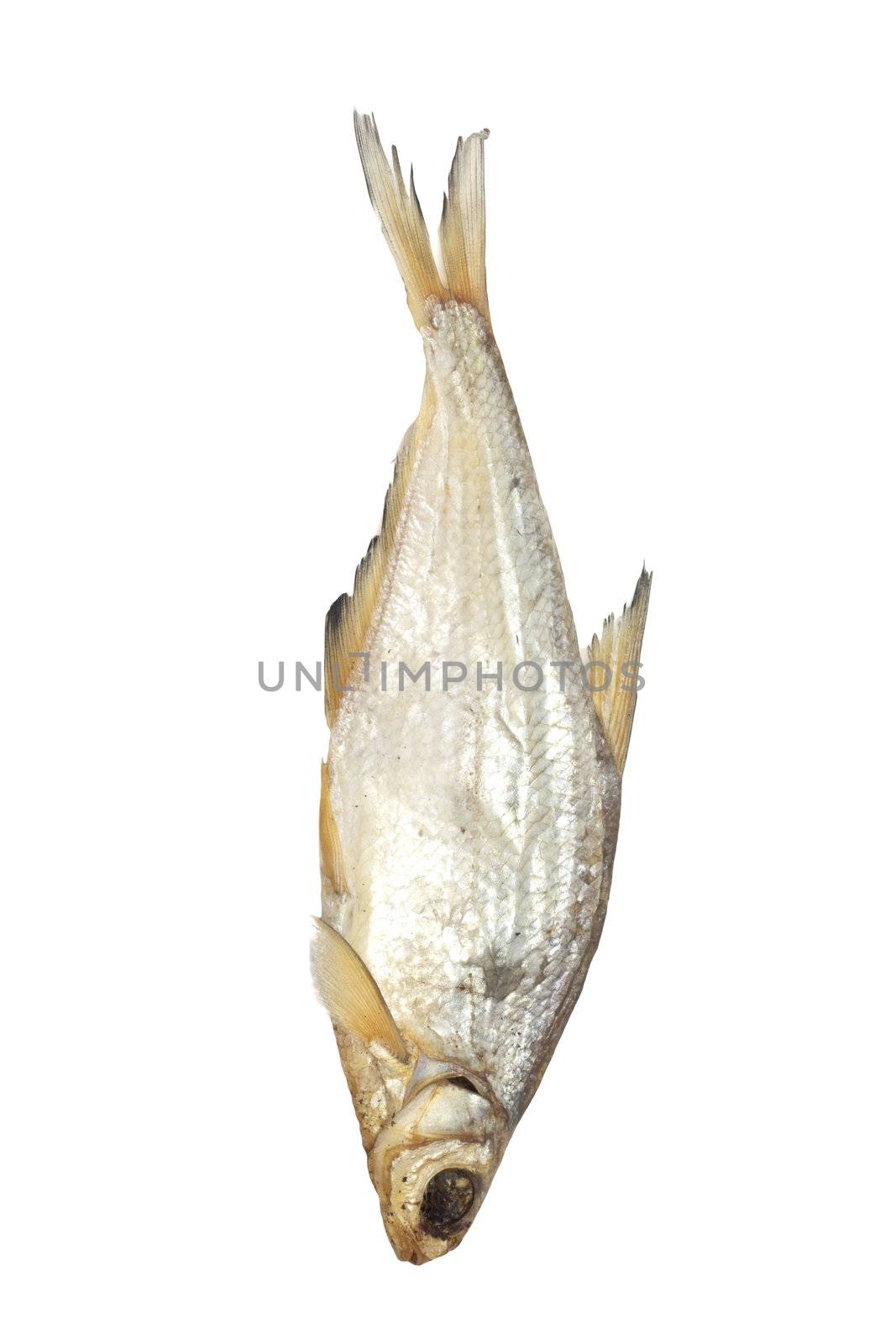 bream isolated on white background 