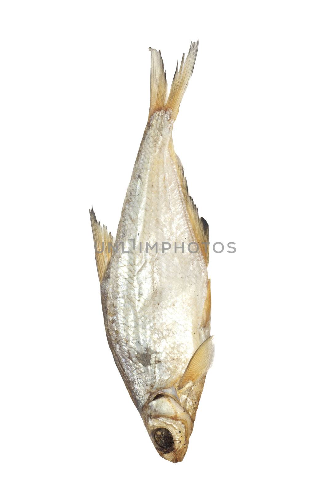 bream isolated on white background 
