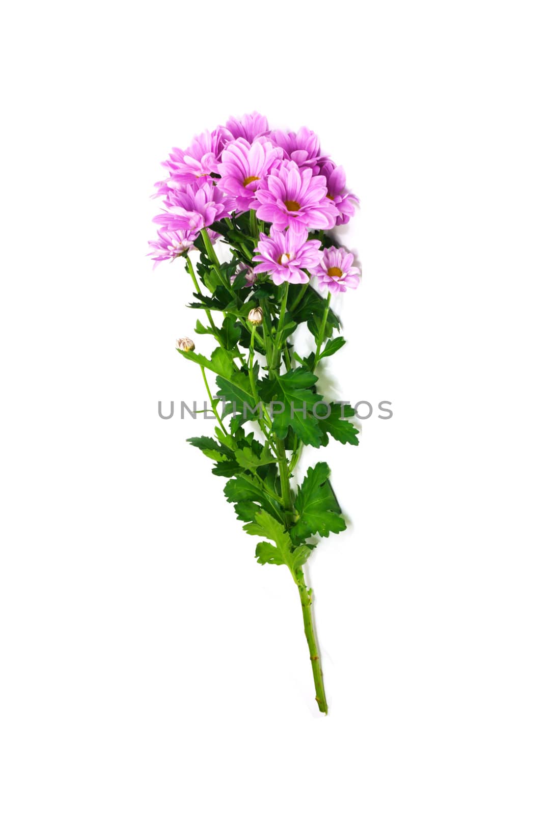 Pink chrysanthemum 
