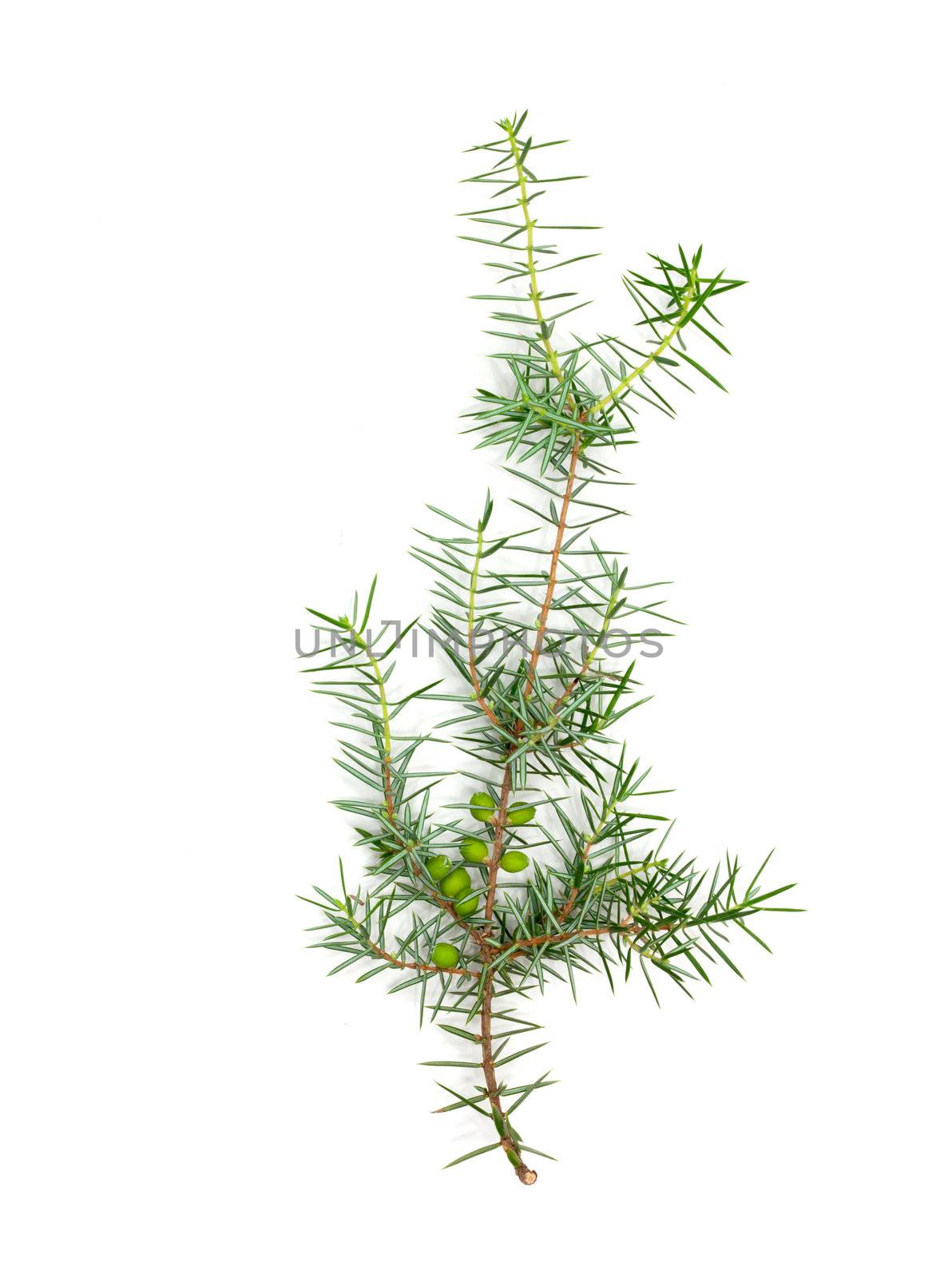 Christmas green framework isolated on white background 