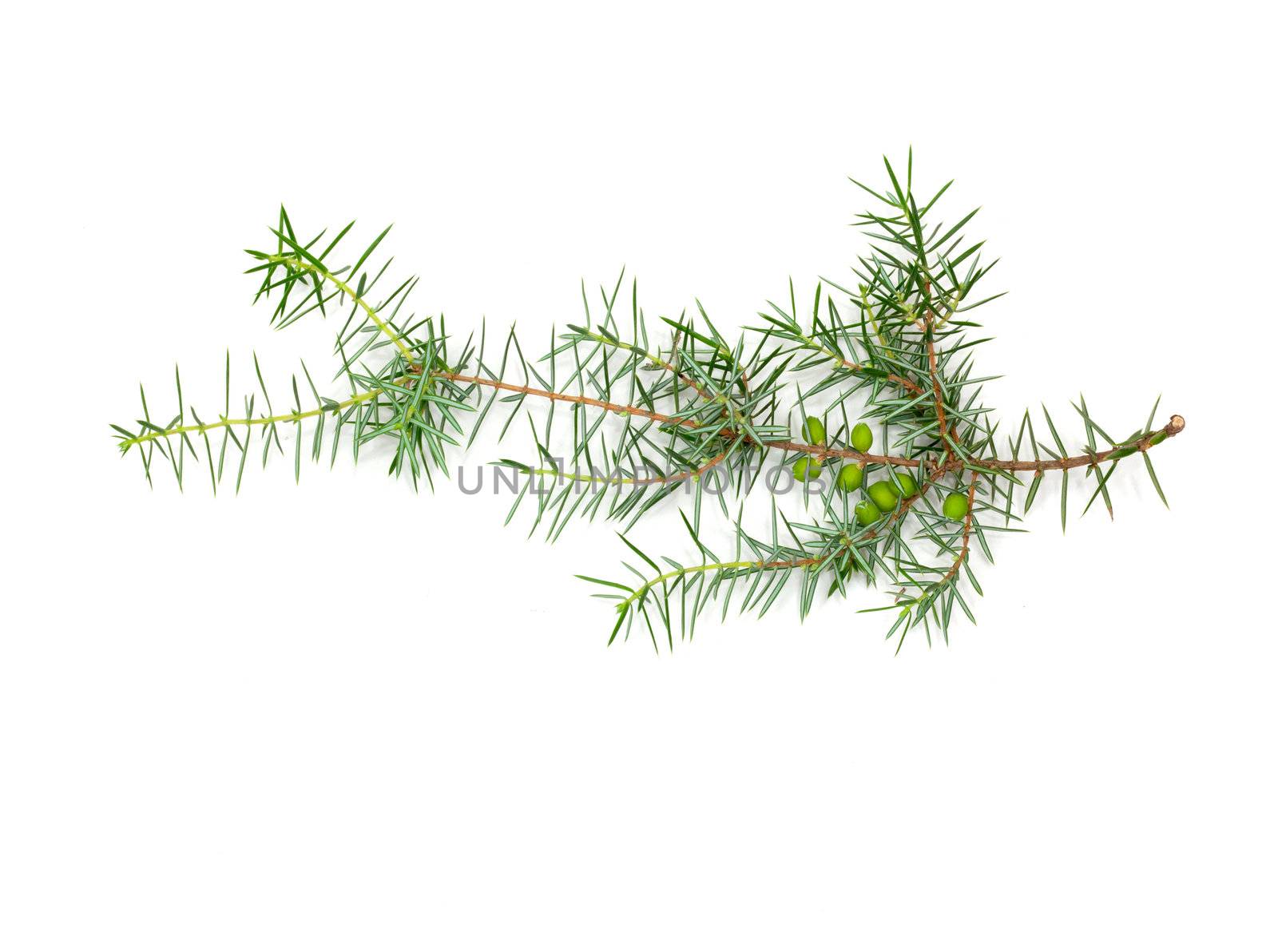 Christmas green framework isolated on white background 