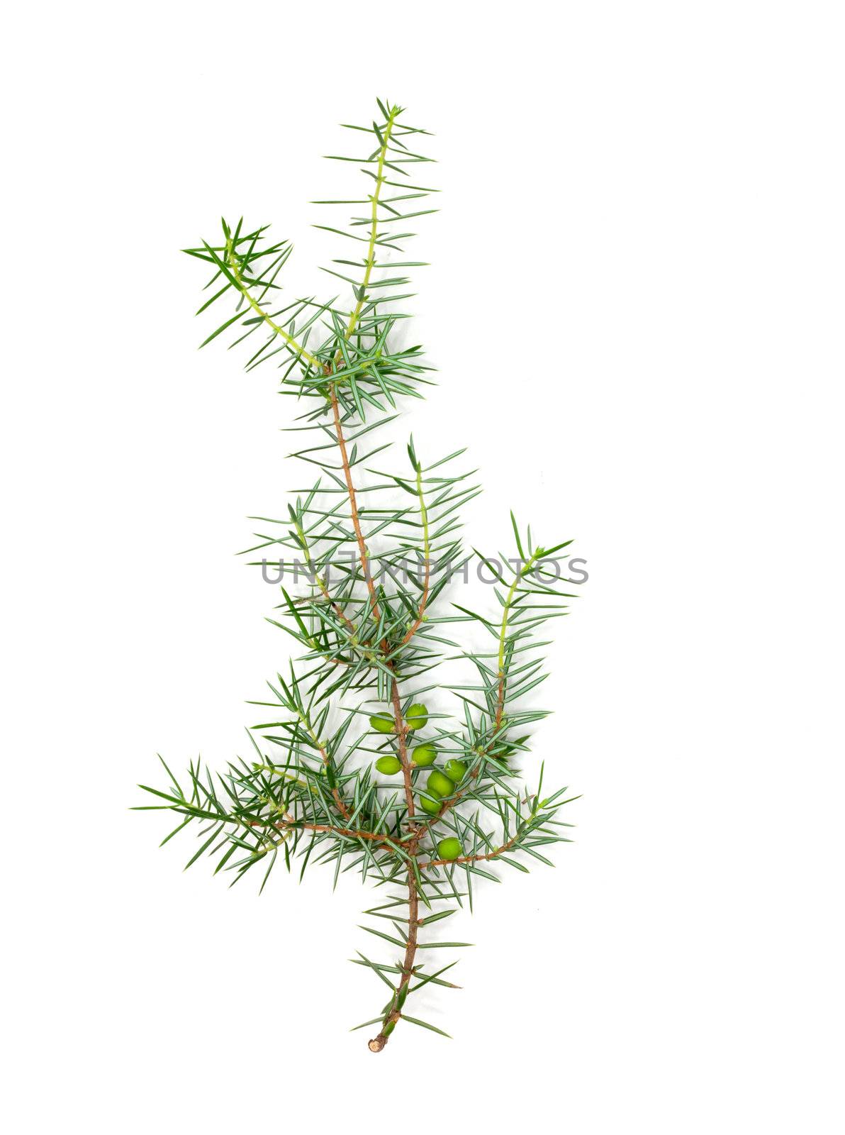Christmas green framework isolated on white background 