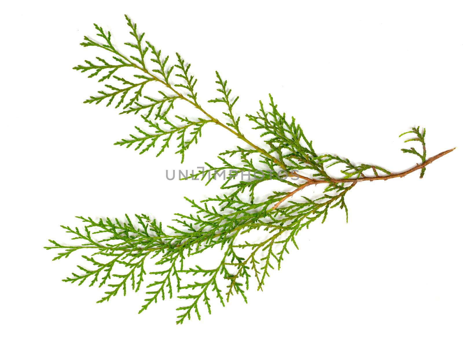 Christmas green framework isolated on white background 