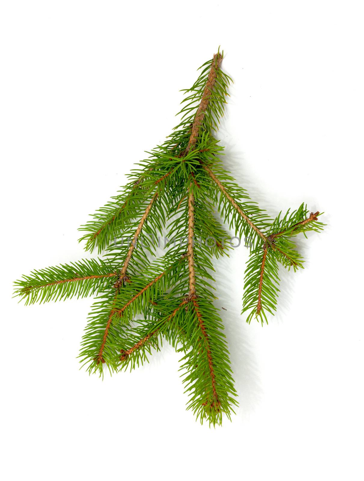 Christmas green framework isolated on white background 