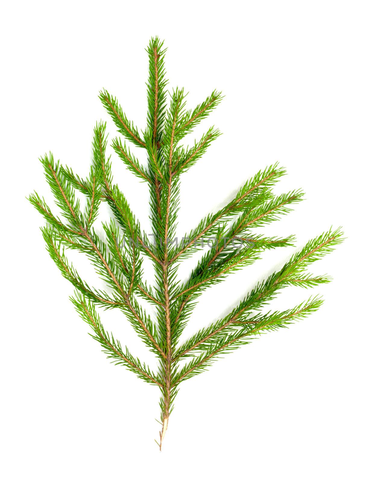 Christmas green framework isolated on white background 