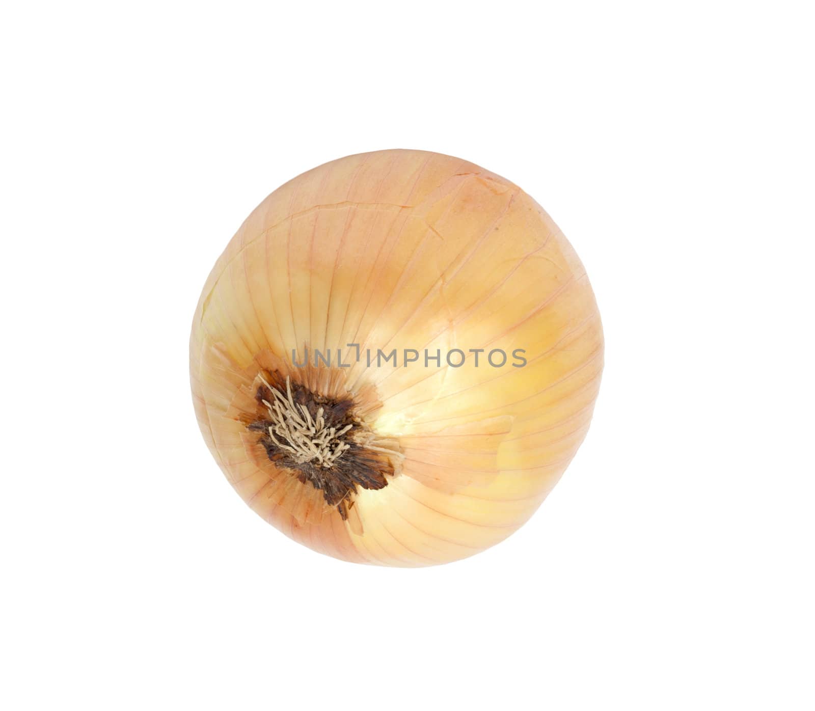 Ripe onion on a white background 