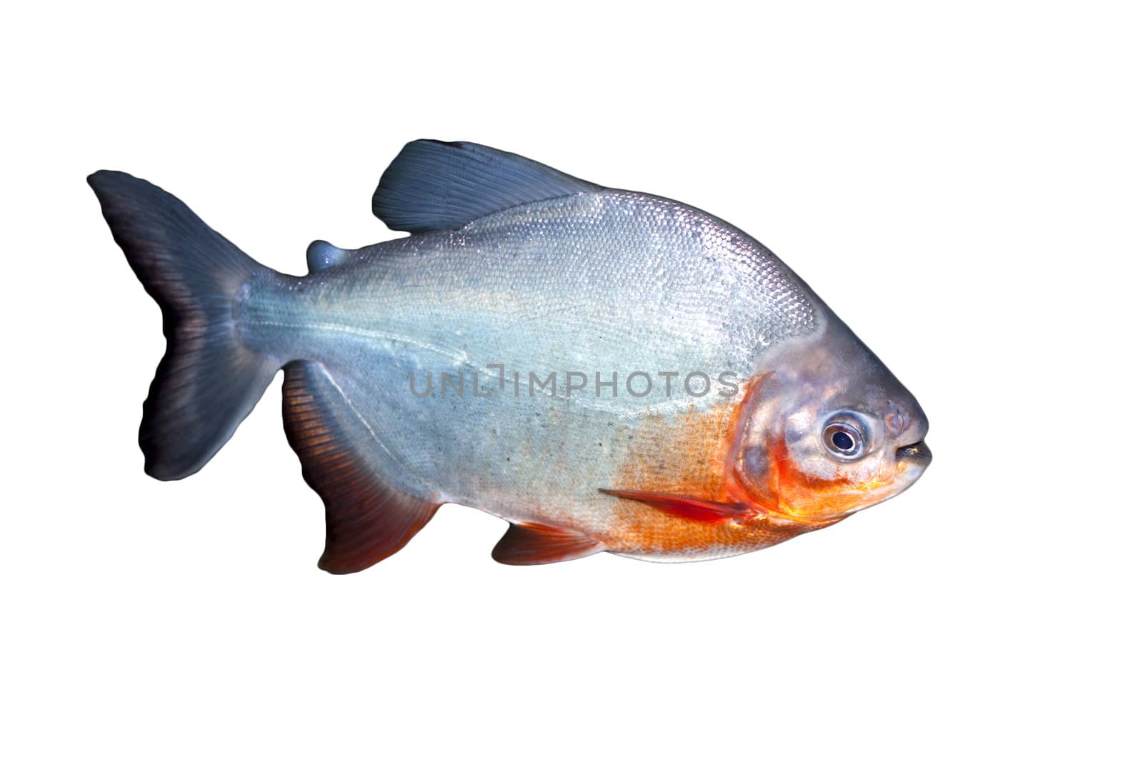 Piranha fish