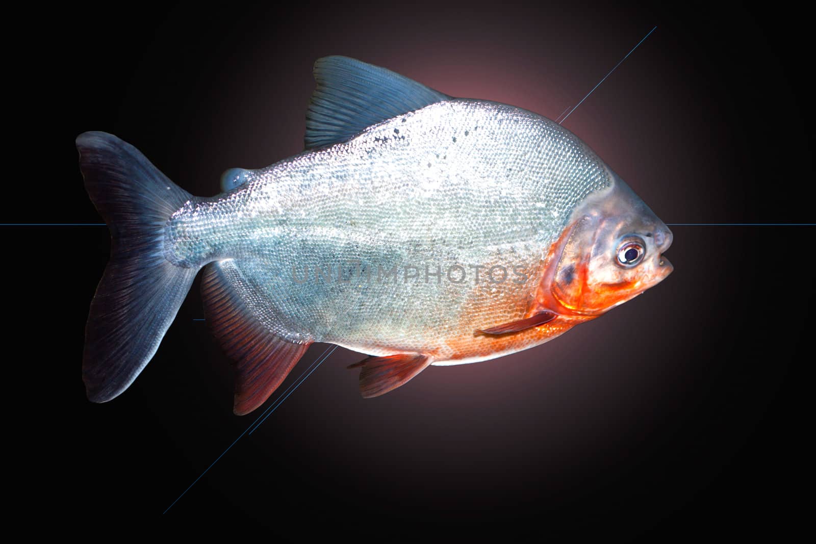 Piranha fish
