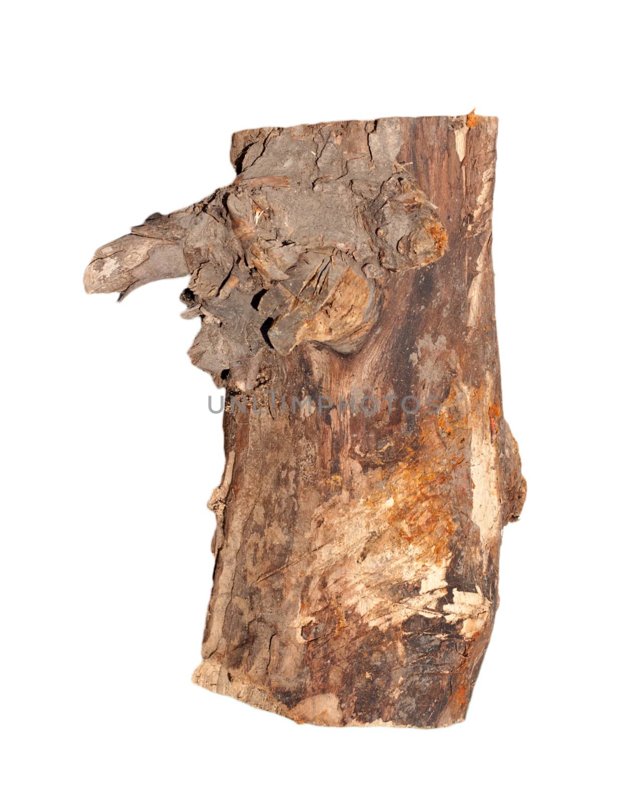 Birch logs isolated on the white background. 