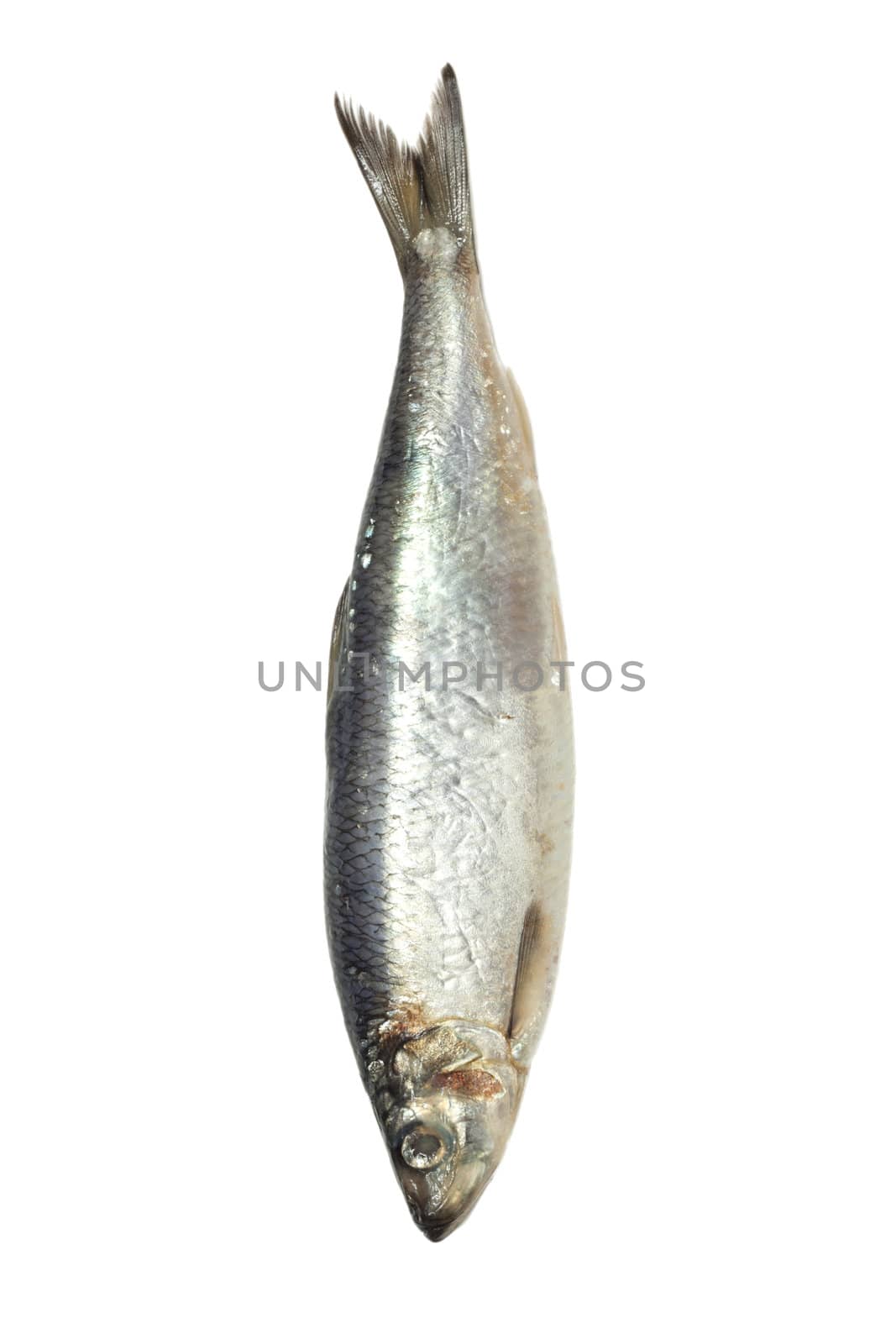 salted herring on white background 