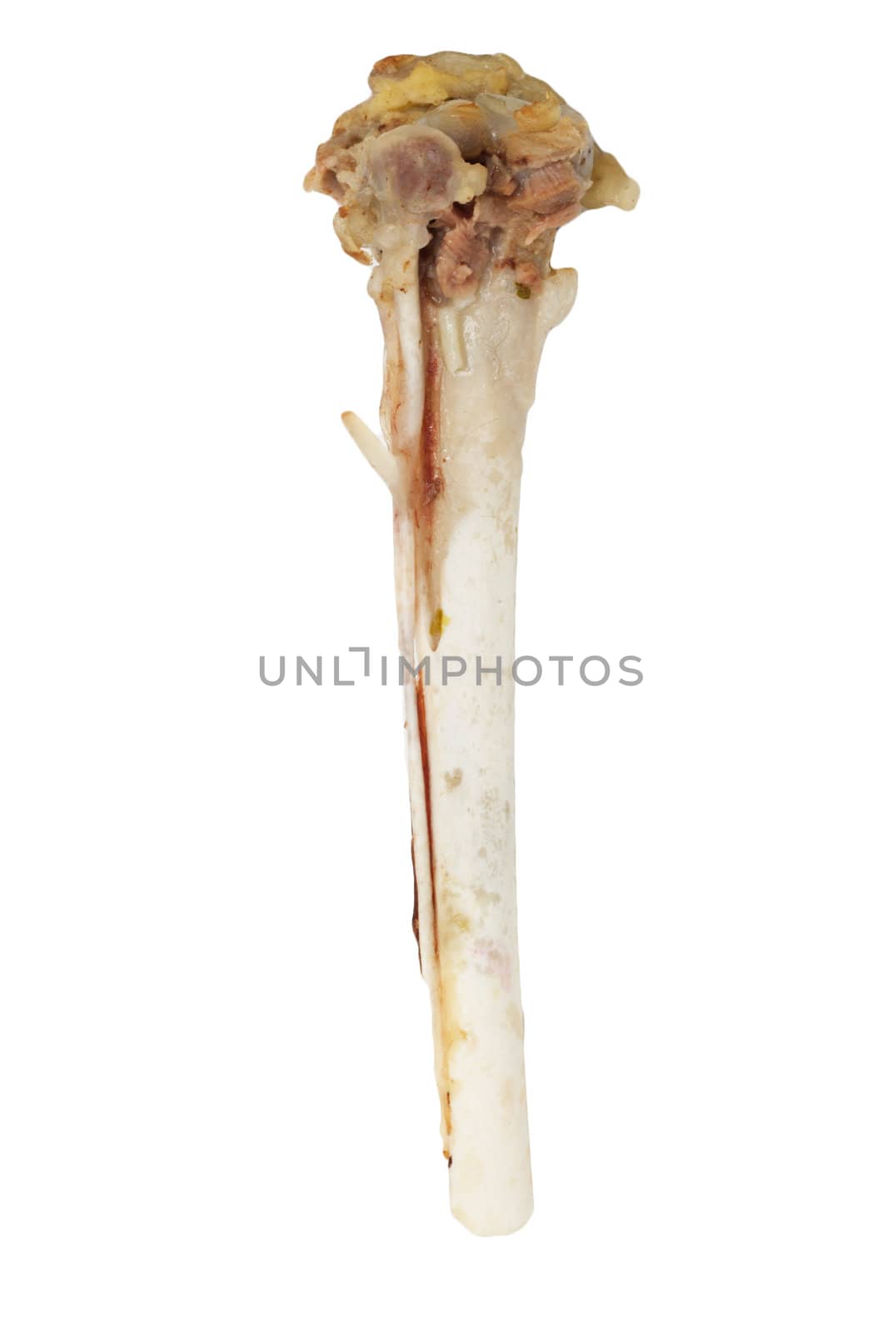 bones of the hen 