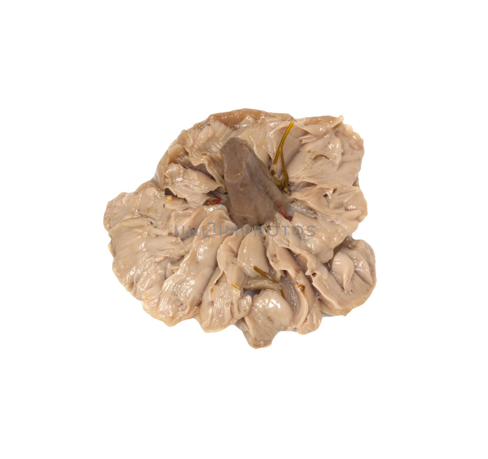One mushroom isolated on white background 