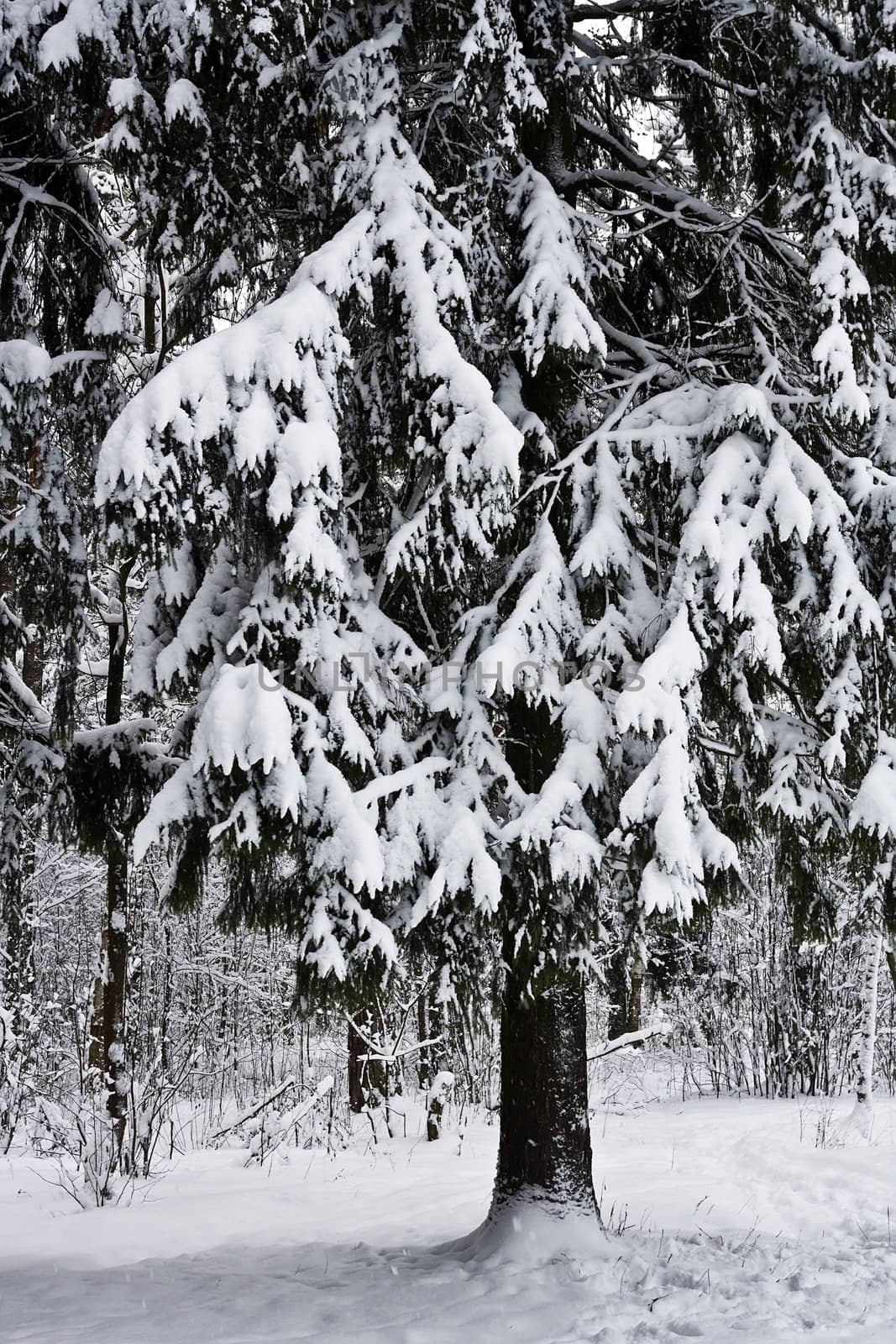 Winter forest under white snow