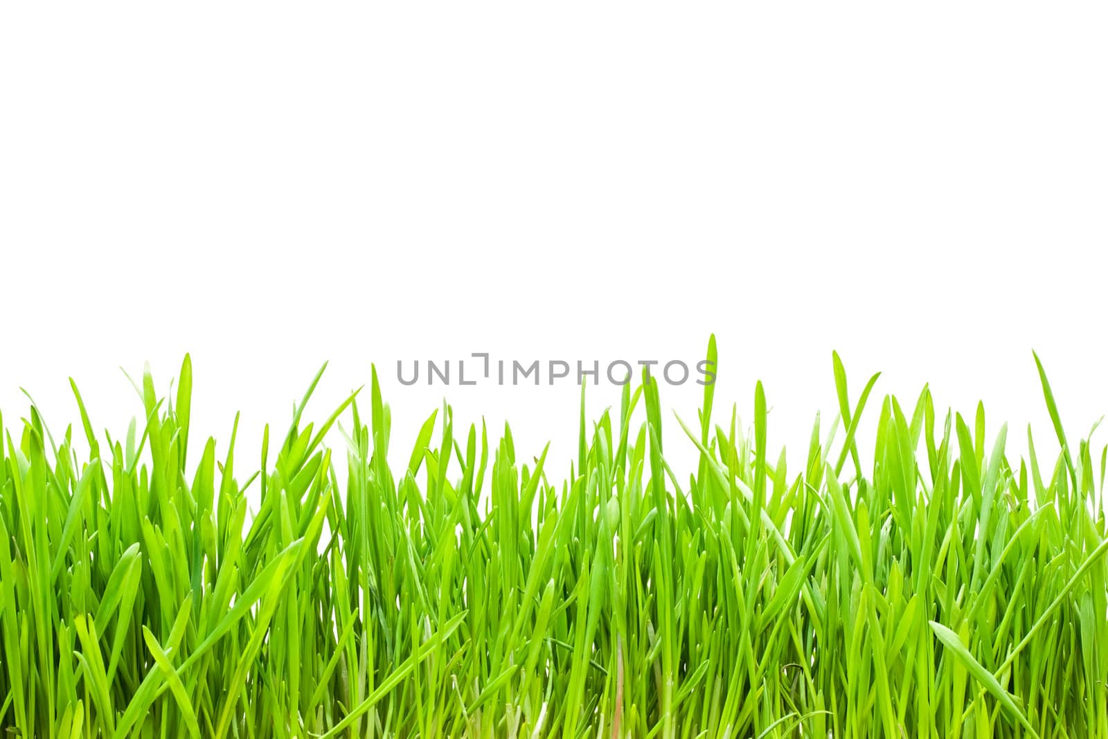 Fresh green grass on white isolated background