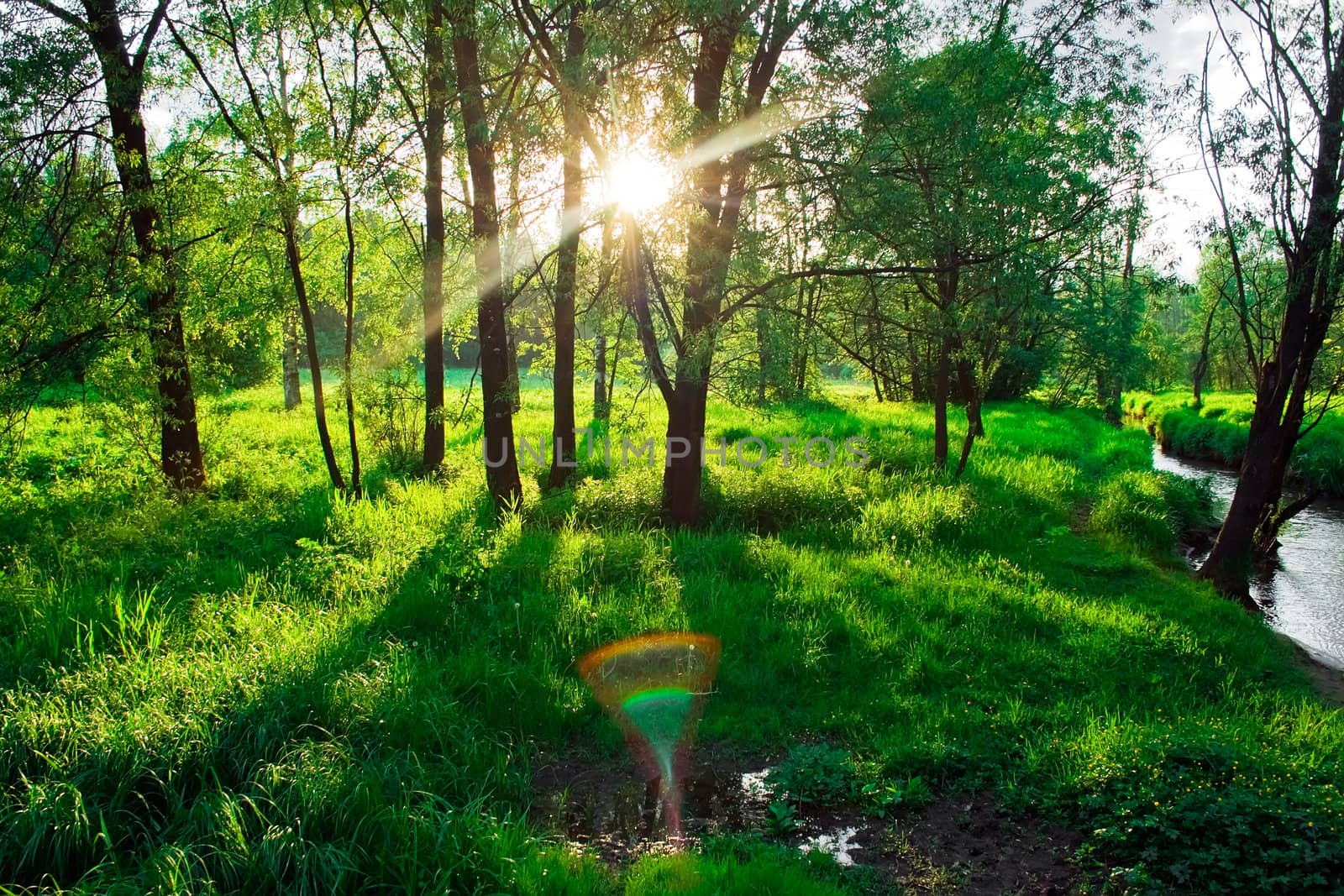 sunrays between green trees in Kuzminki, Moscow
